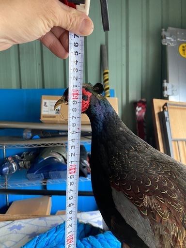 キジの剥製差し上げます。 (nrecycles) 舞浜のその他の中古あげます