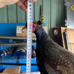 キジの剥製差し上げます。の画像