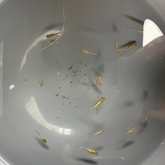 メダカ(ラメ王)の画像