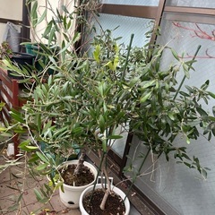 オリーブ　ネバディロブランコの画像