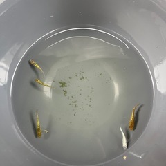 メダカ24の画像