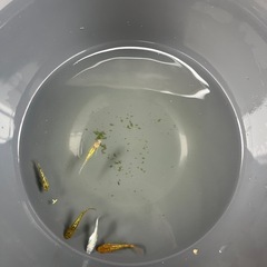 メダカ24の画像