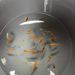 メダカ23の画像