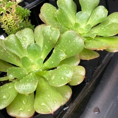 アエオニウム(カシミアバイオレット)の画像