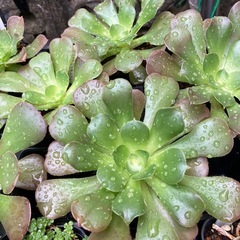 アエオニウム(カシミアバイオレット)の画像