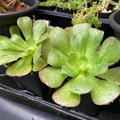 アエオニウム(カシミアバイオレット)の画像