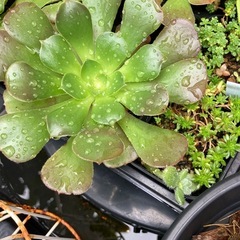 アエオニウム(カシミアバイオレット)の画像