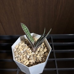 ガステラロエ　照姫②の画像