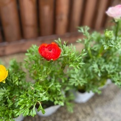 ラナンキュラス ガーデニング 花の画像