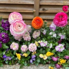 ラナンキュラス ガーデニング 花の画像