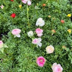 ラナンキュラス ガーデニング 花の画像