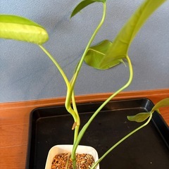 モンステラの画像