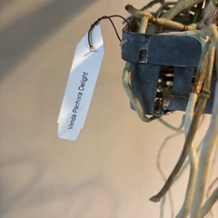 バンダ　雑司ヶ谷の画像