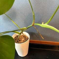 モンステラの画像