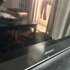 SONY BRAVIAの画像
