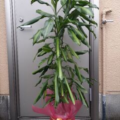 観葉植物 ドラセナ 120cm 鉢植えの画像