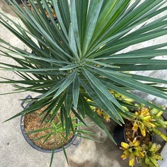 Yucca　ユッカ　アロイフォリアの画像