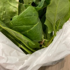 ほうれん草の画像