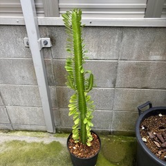 Euphorbia　ユーフォルビア　トリゴナの画像