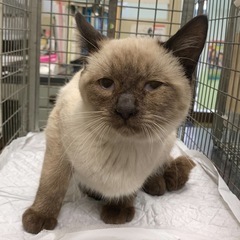 🍎🐈‍⬛シャムのおとこのこ🐈‍⬛🍎