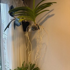 バンダ　雑司ヶ谷の画像