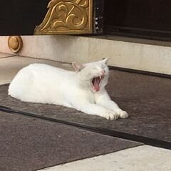 自宅のパソコンから印刷ができないので誰かやり方教えて欲しいです