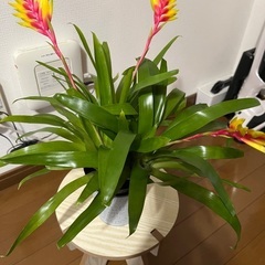 観葉植物🪴の画像