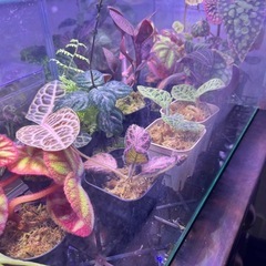 ベゴニア　エピスシア　ジメジメ系植物　の画像