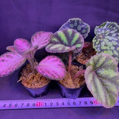 ベゴニア　エピスシア　ジメジメ系植物　の画像