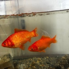 金魚の画像