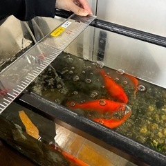 金魚の画像