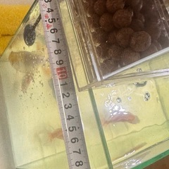 水槽セットの画像