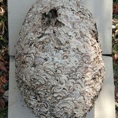 スズメバチの巢　無料の画像