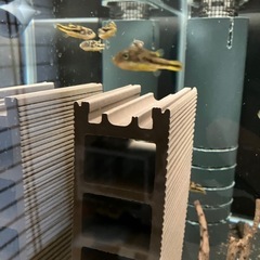 アベニーパファー 5匹セットの画像