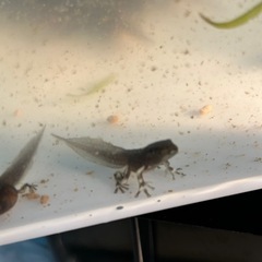 ミルキーフロッグ　おたまじゃくし　2025cbの画像