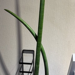 サンセベリアサフルティコサの画像