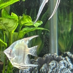 ブルーメタリックベールテールエンゼルフィッシュ1匹の画像