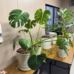 モンステラの画像