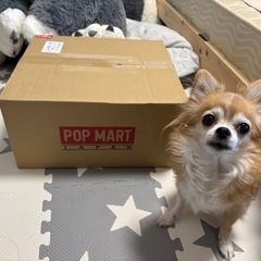 ラブブ。エナジーシリーズアソートBOX開封済み。未使用品。の画像