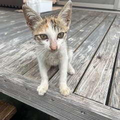 生後２ヶ月ほど