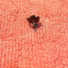 ゴローズ　ピアス　中古の画像