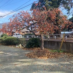 その2 　柿　甘柿　果物の画像