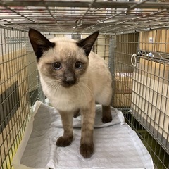 🍎🐈‍⬛シャム猫の男の子🐈‍⬛🍎