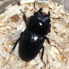 スマトラオオヒラタクワガタ　メス2頭の画像