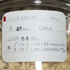 スマトラオオヒラタクワガタ　メス2頭の画像