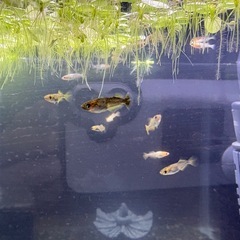 メダカ 竜章鳳姿の画像