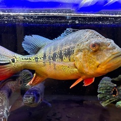 キクラ　　インターメディア　の画像