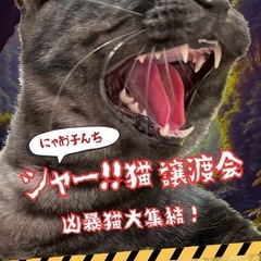 🙀第4回🌟「シャー‼️猫譲渡会」🌟🙀にゃお子んち🐈‍⬛🐈