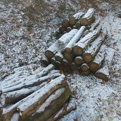 （軽トラ荷台満載積／8000円）★★薪（焚き木）用材／ニセアカシア（ハリエンジュ）／重硬 広葉樹木／短切丸太（直径１０～２５センチ／長さ７０～１００センチ ほど）★★の画像