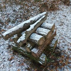 （軽トラ荷台満載積／8000円）★★薪（焚き木）用材／ニセアカシア（ハリエンジュ）／重硬 広葉樹木／短切丸太（直径１０～２５センチ／長さ７０～１００センチ ほど）★★の画像